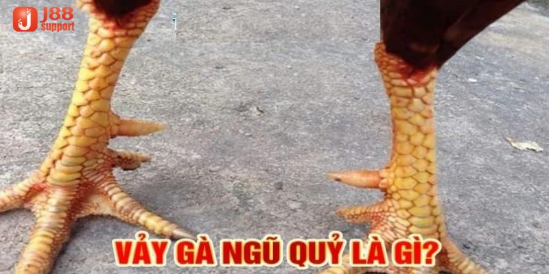 Kiểm tra trực tiếp những con gà có vảy ngũ quỷ