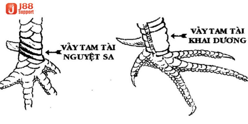 Tìm hiểu về các loại vảy tam tài của gà chiến