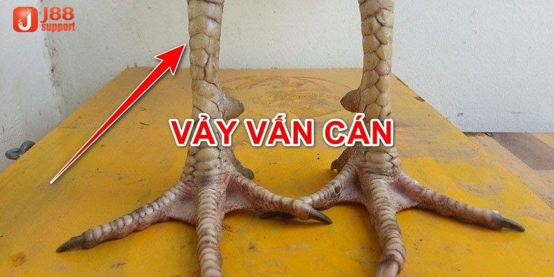 Vảy vấn cá có dấu hiệu nhận biết khá dễ