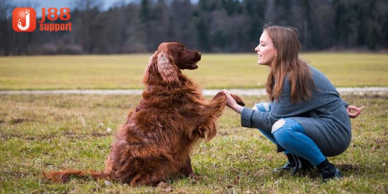 Chó quấn quýt bản thân gia chủ